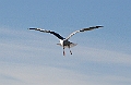 Seagull4